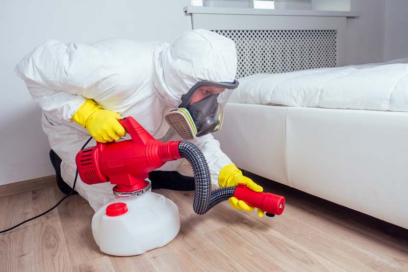 Exterminateur punaise de lit Laval