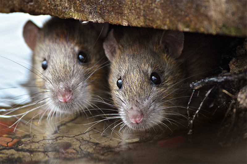 Mouse and isolation