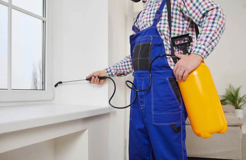 Exterminateur souris Les Laurentides